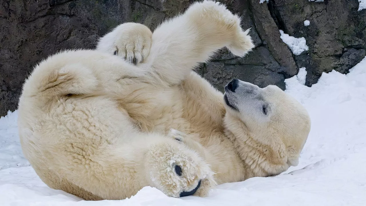 Adventsführungen im Tiergarten Schönbrunn für Kinder