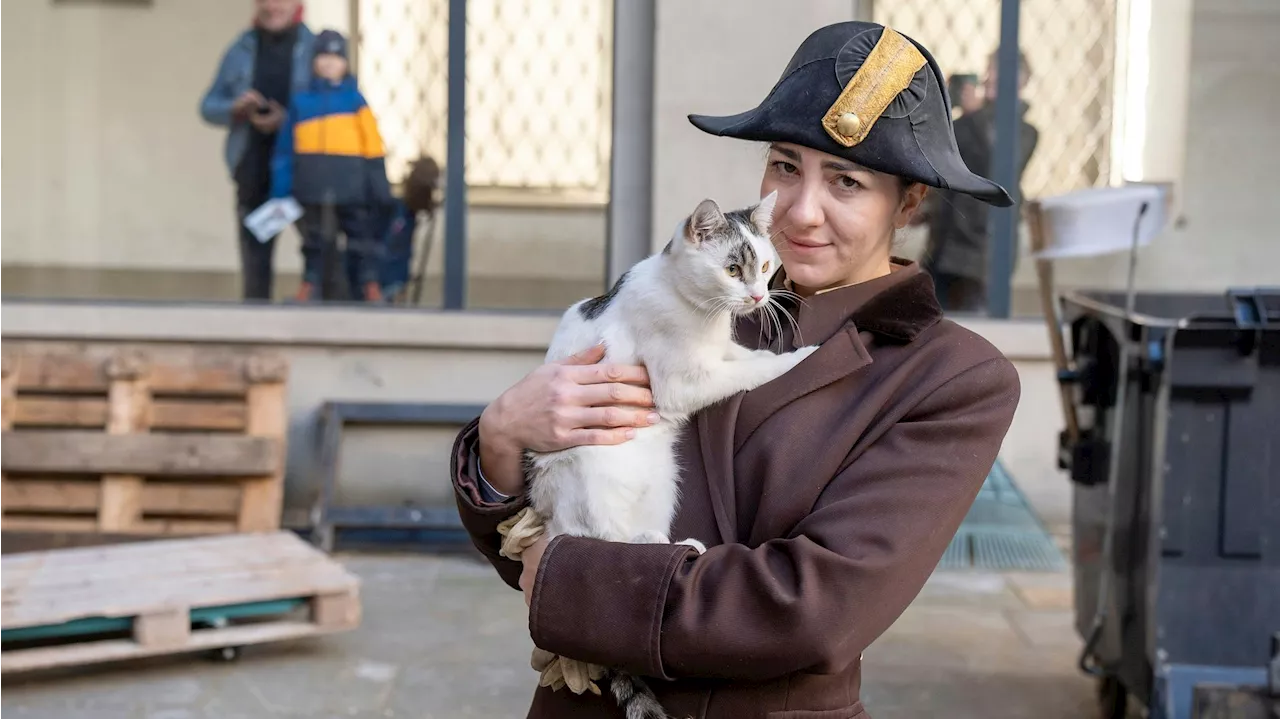 Drei Katzen halten Spanische Hofreitschule auf Trab