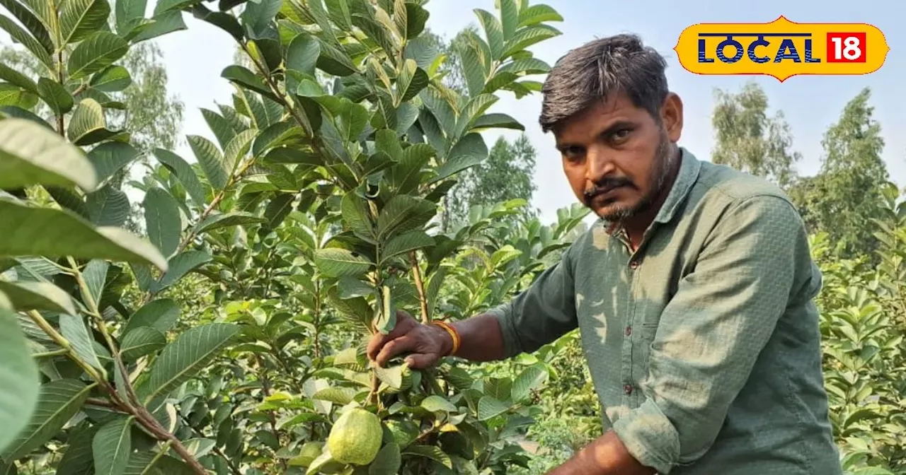 यूट्यूब से सीखा खेती का तरीका ! किसान ने 1 एकड़ में लगाया ताइवानी पिंक अमरूद, अब घर बैठे हो रही है तगड़ी कम...