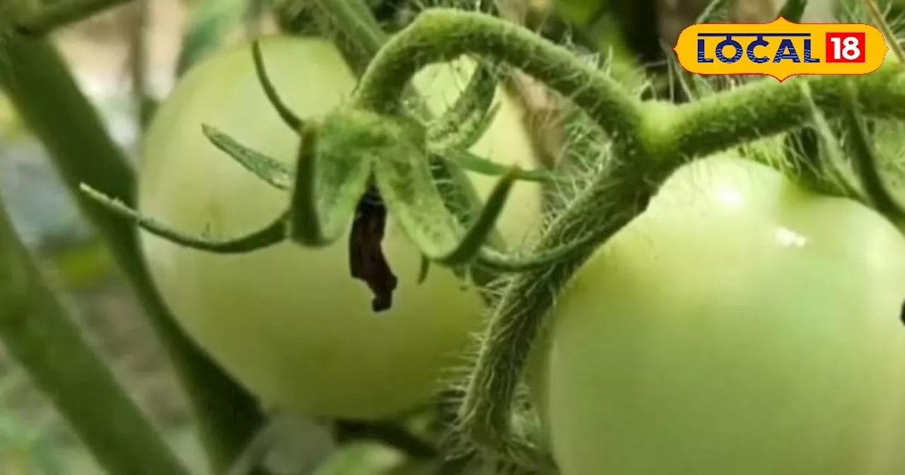 Tomato Framing: सावधान! कहीं आपके टमाटर को भी तो नहीं लग गई बुरी नजर, ऐसे दूर भगाएं बीमारी