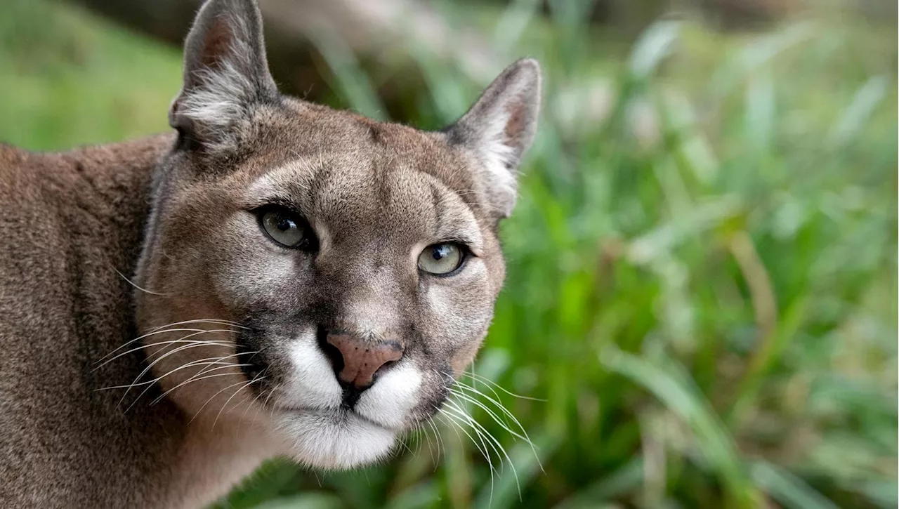 I Leoni di Montagna di Los Angeles Diventano Creature della Notte