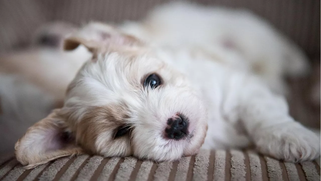 Il Fenomeno Naturalmente Canino: Perché I Cuccioli Hanno I Singhiozzi