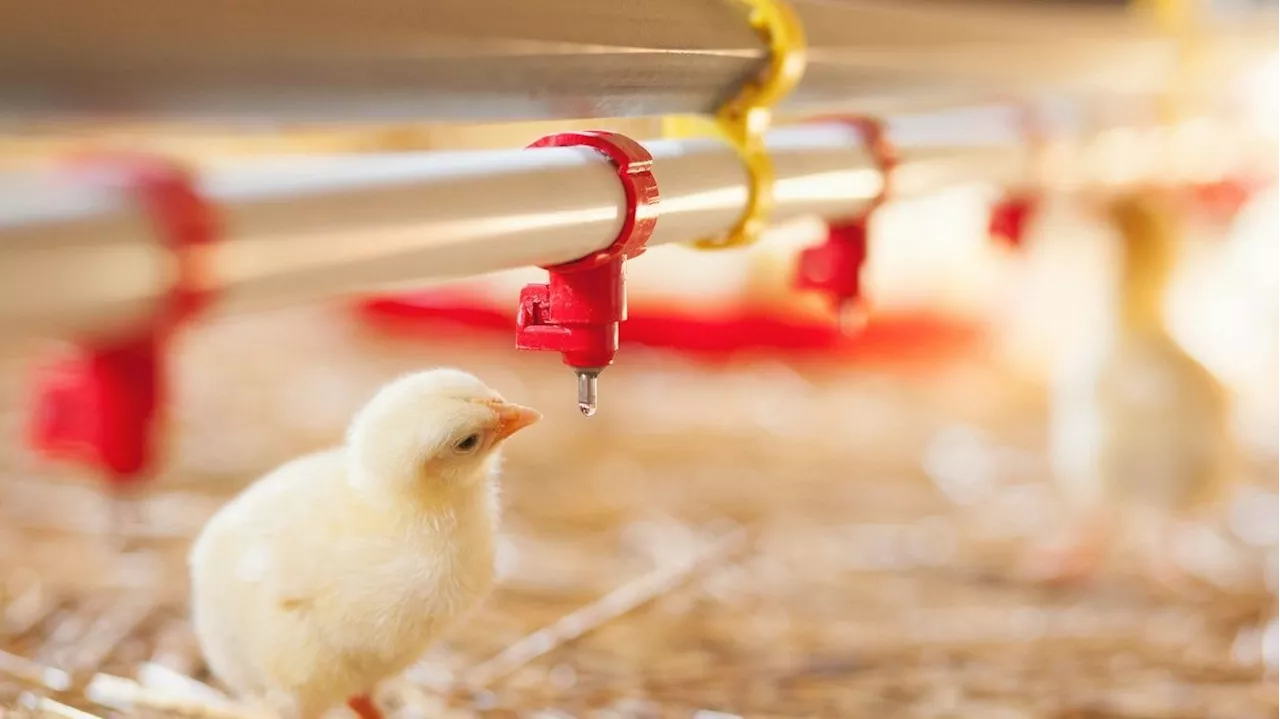 Detectados dos ejemplares de aves silvestres con gripe aviar en Galicia