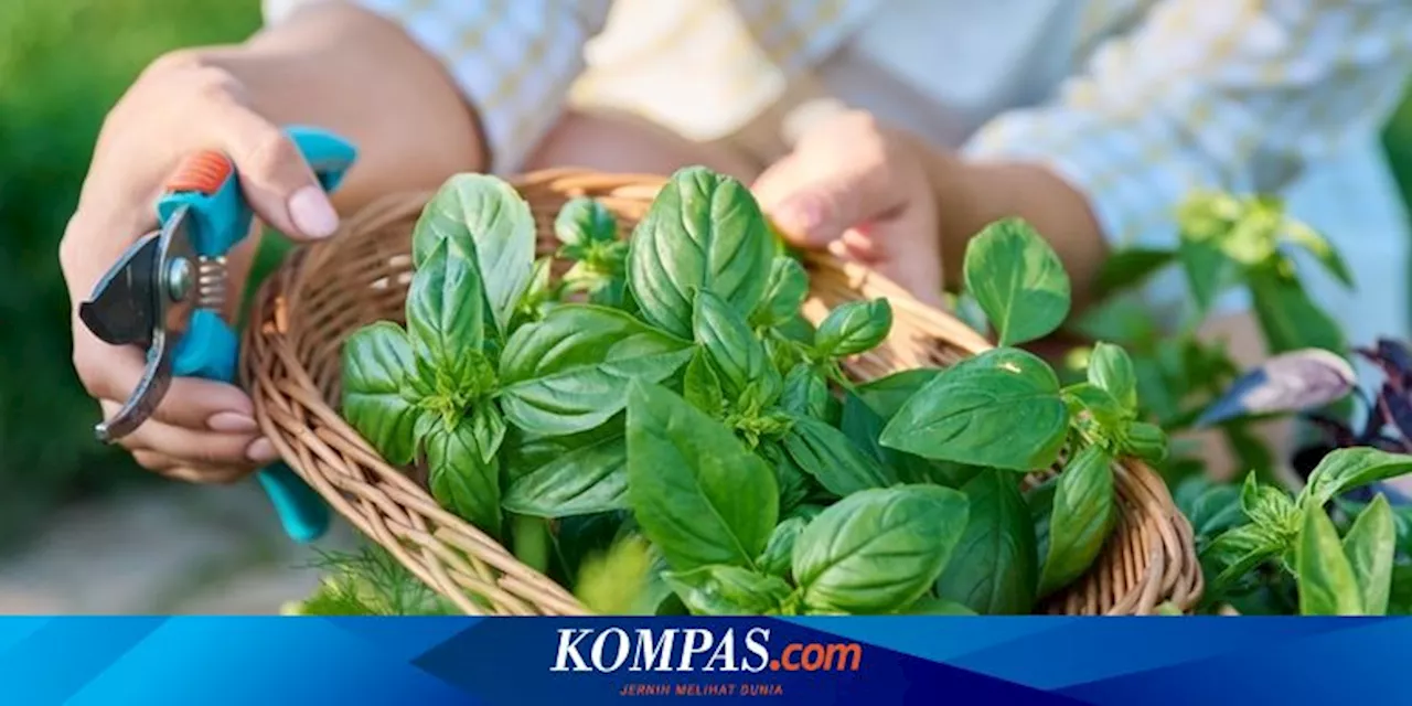 Manfaat Daun Kemangi, Temak Setia Makan Lalapan