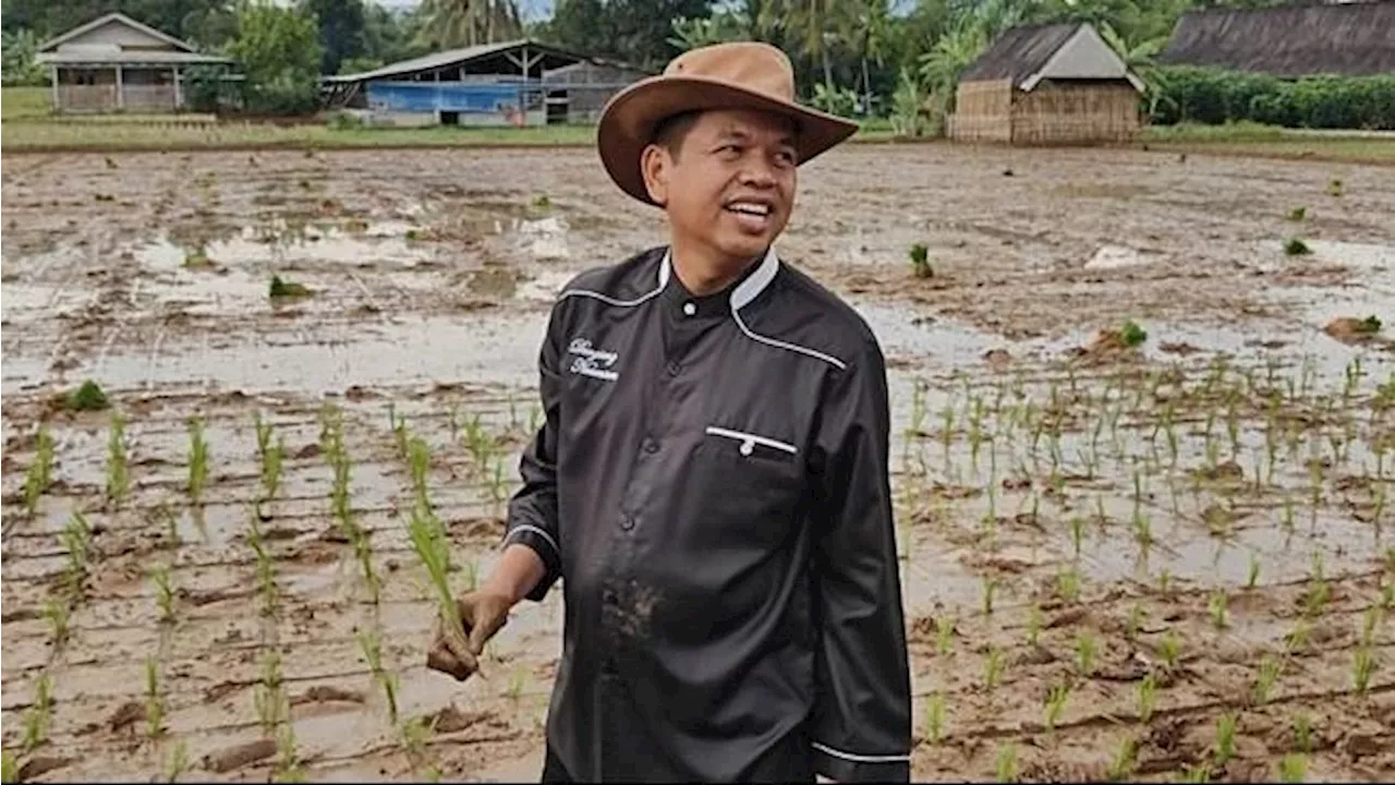 Dedi Mulyadi Tanam Padi Organik Usai Hitung Cepat, Harap Bulog Serap Gabah Petani