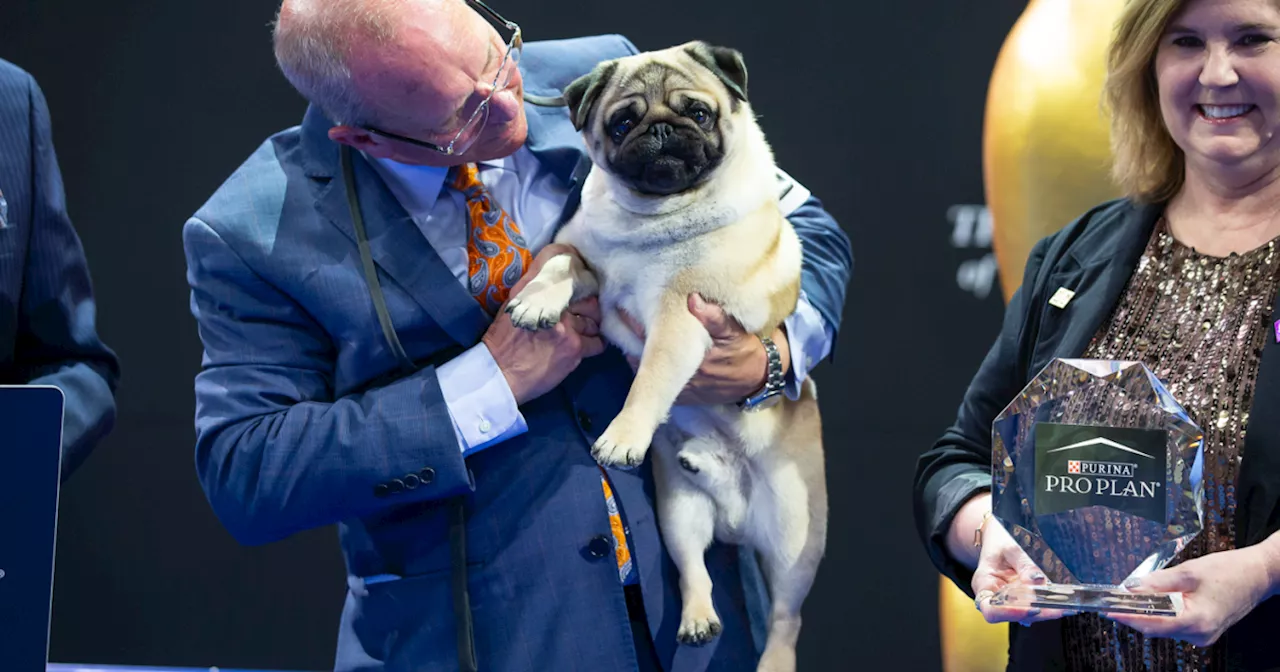 Vito the Pug Claims Best in Show at 2024 National Dog Show