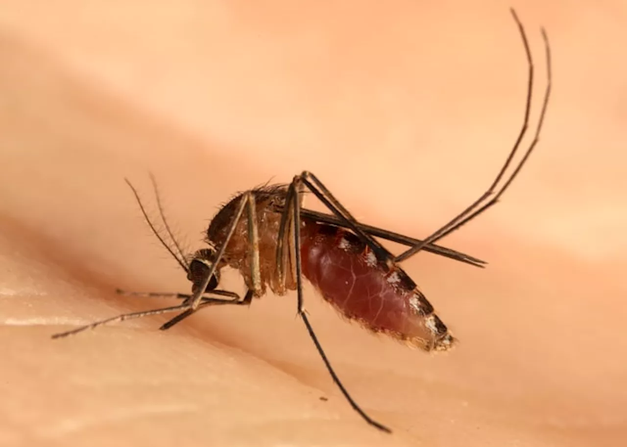 First case of dengue virus found in Cameron County, Texas DSHS says