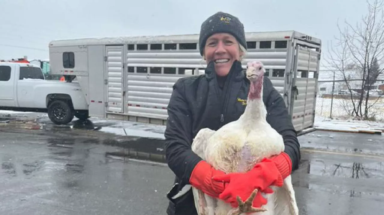 Wasatch High School students learn what it takes to bring a turkey from 'farm to fork'