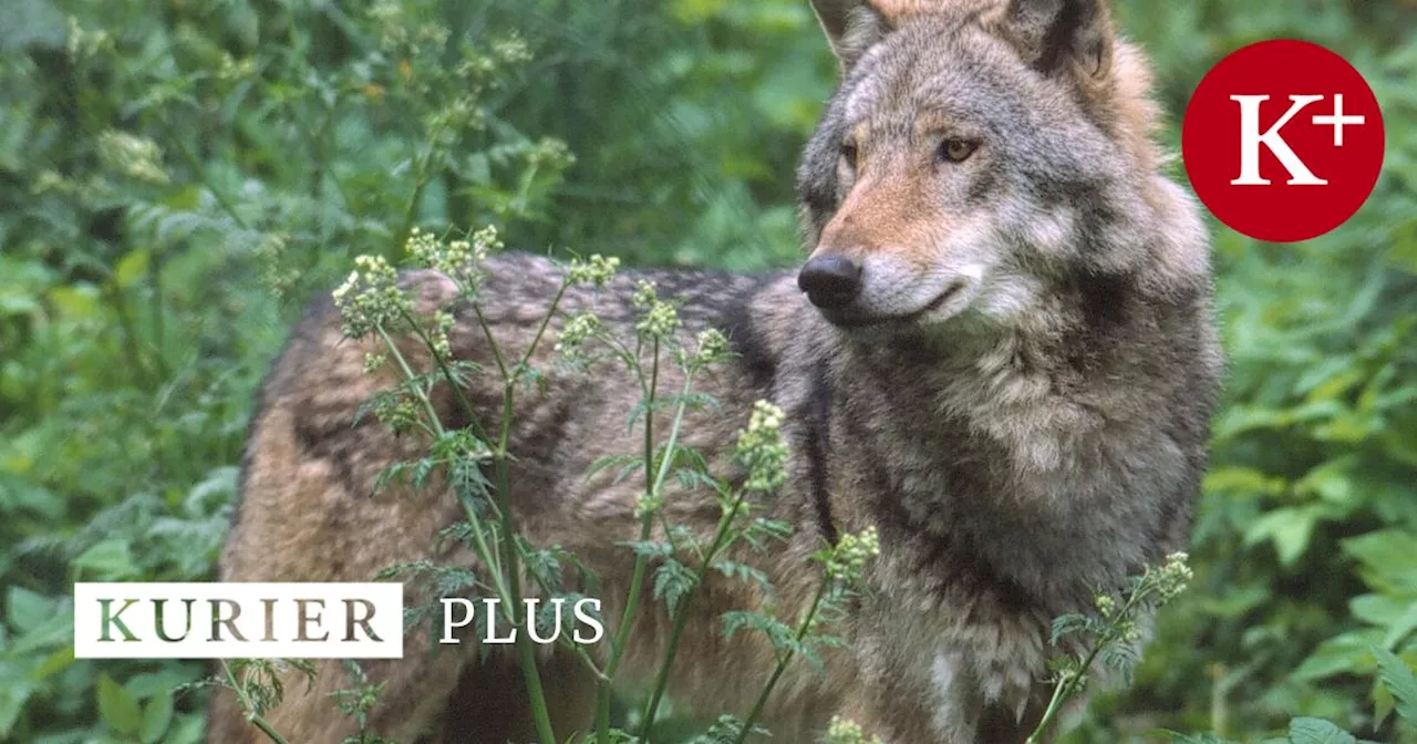 Wolf DNA-Abgleich Bestätigt Neue Reviere in Österreich