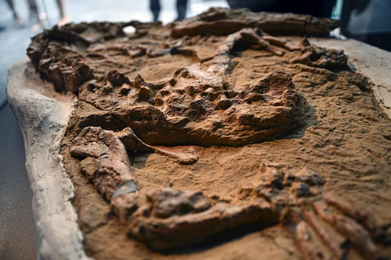 Découverte au Pérou d'un rare fossile de crocodile marin de plus de 10 millions d'années