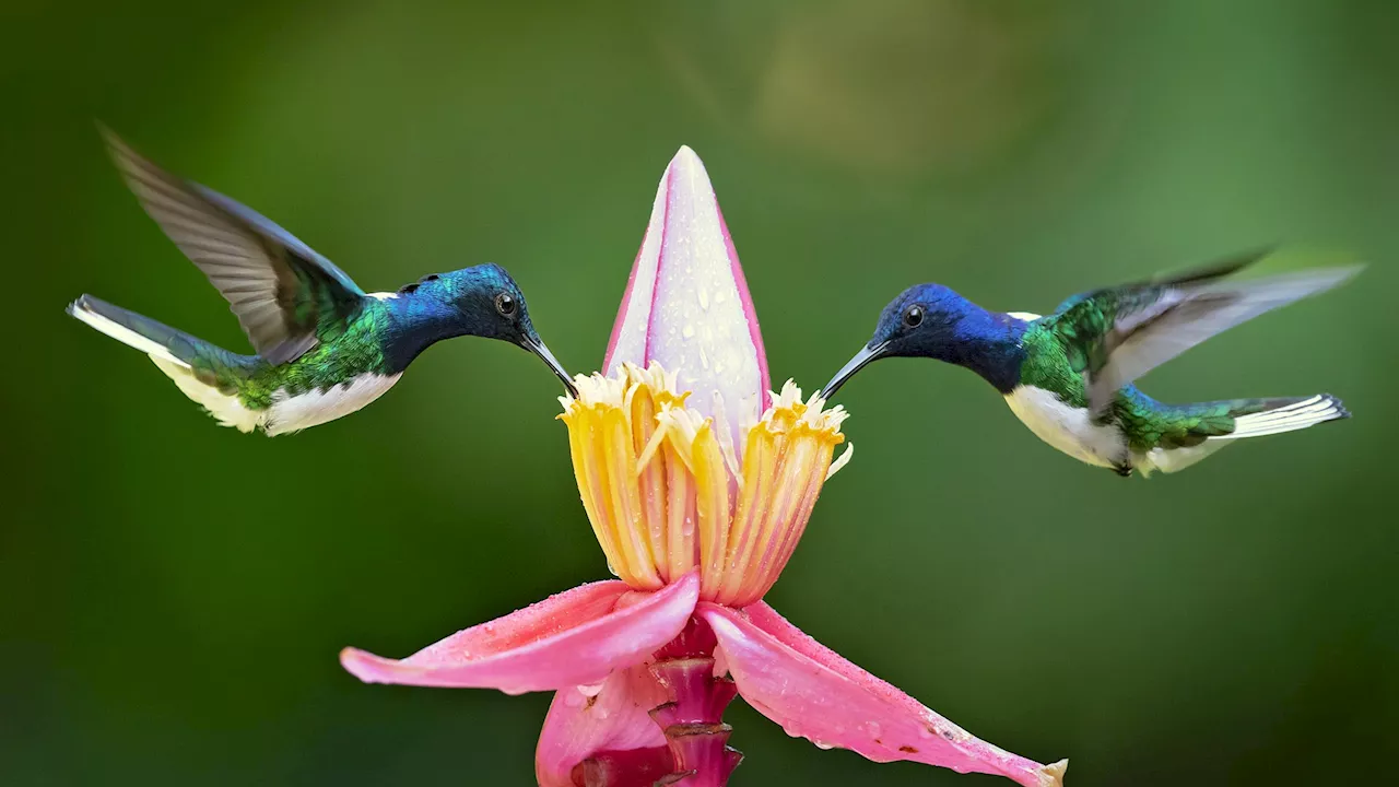 Identifican los rasgos que más predisponen a las aves a la extinción