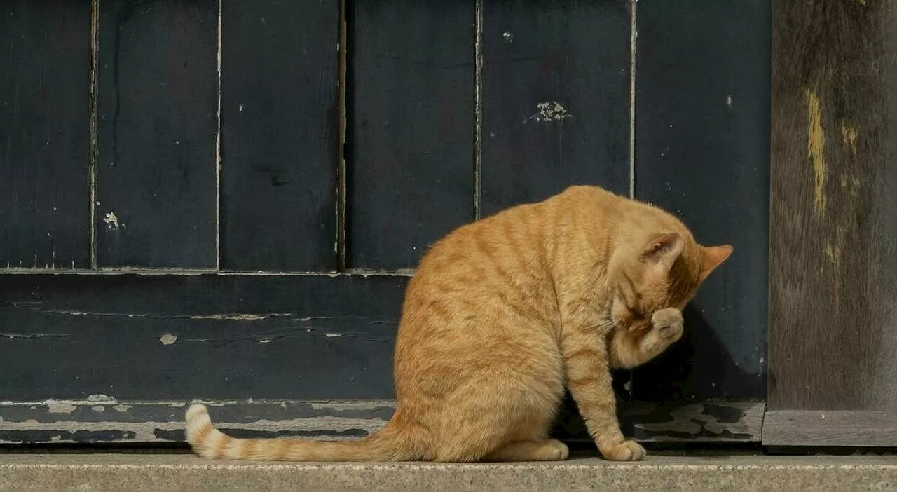 Uomo muore dissanguato dopo essere stato attaccato dal suo gatto, lo aveva appena ritrovato