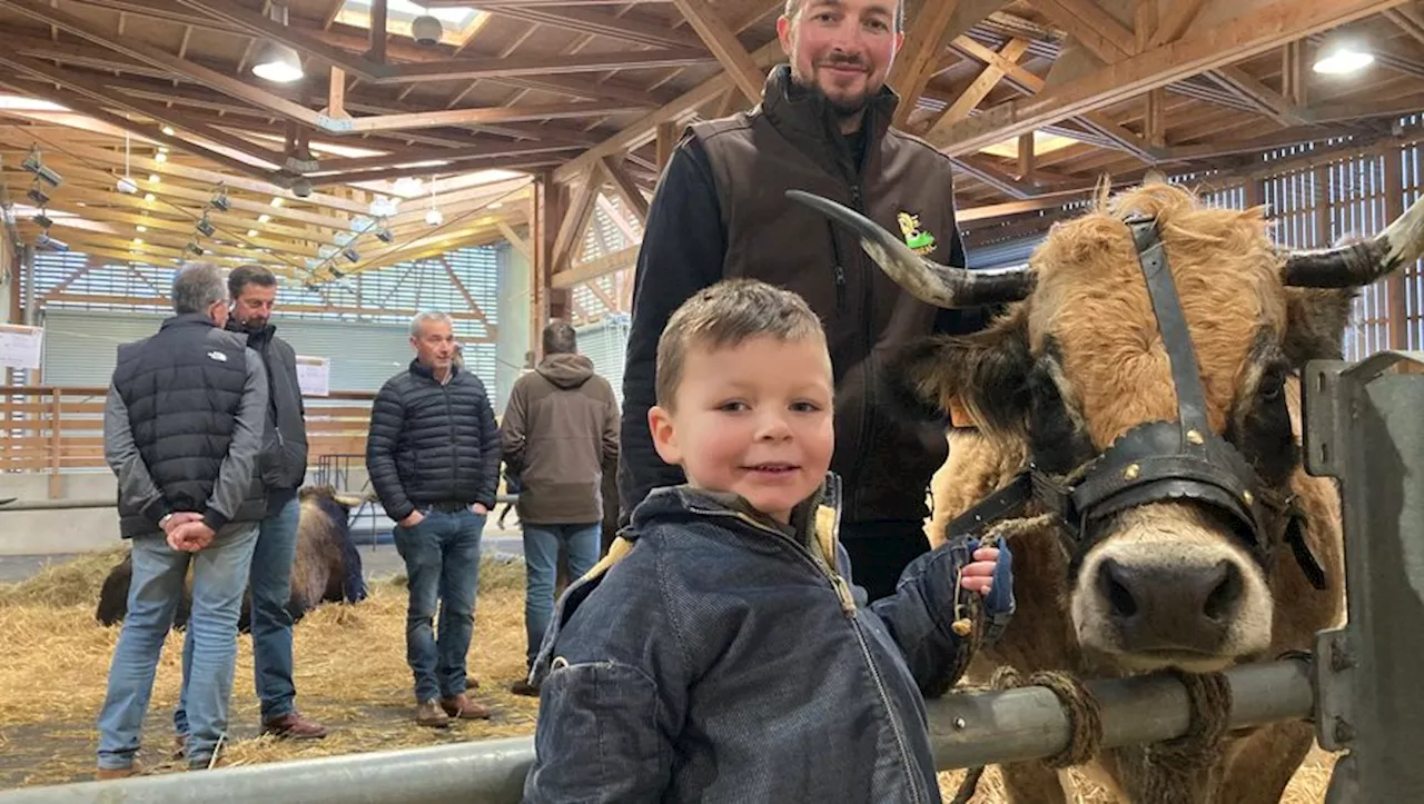 Vaches et taureaux de la race aubrac ont défilé pour gagner leur billet pour le Salon de l’agriculture à Paris