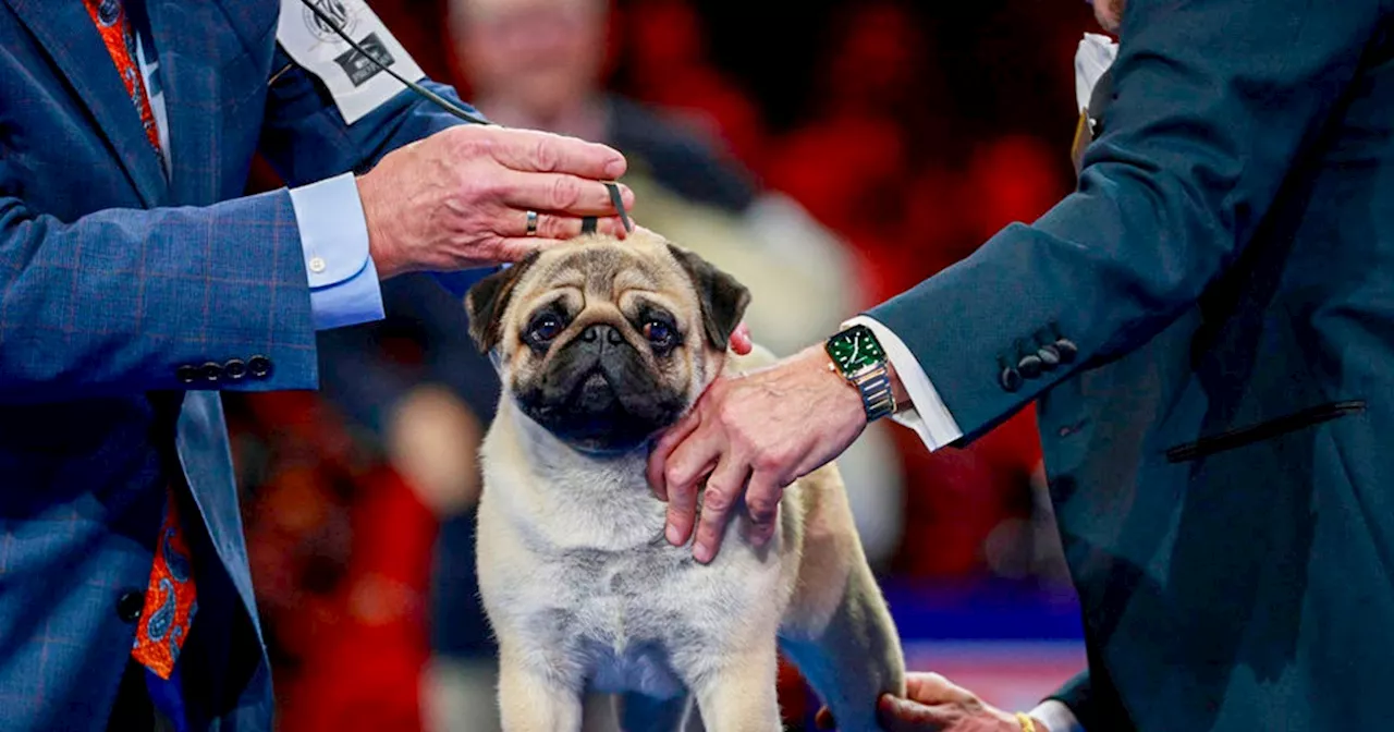 'Vito' the pug wins best in show at annual National Dog Show competition