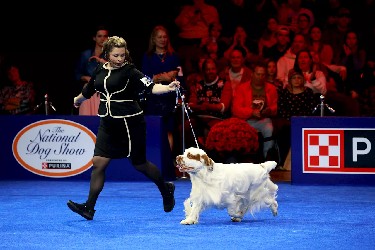 National Dog Show Returns on Thanksgiving Day, Featuring 2,000 Dogs Competing for 'Best in Show'