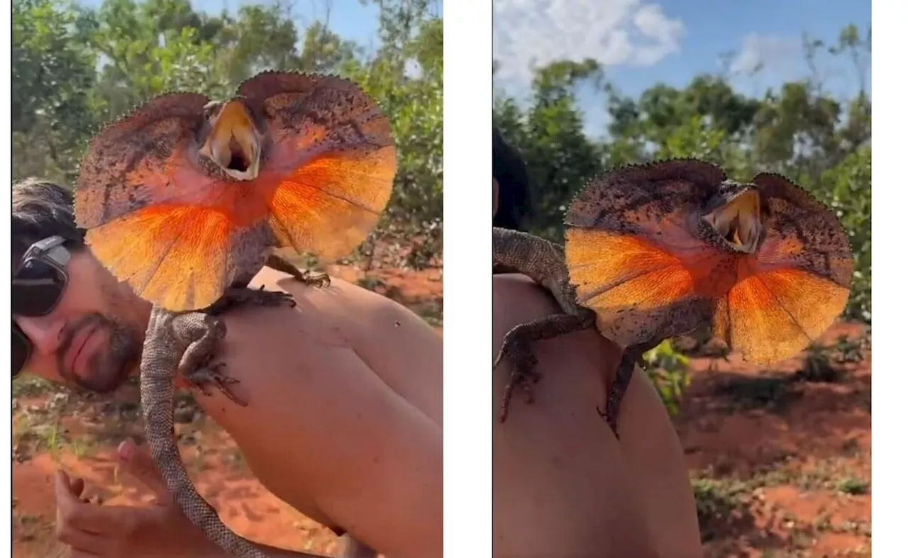 Fringed Neck Lizard: Nature's Mystery Unveiled