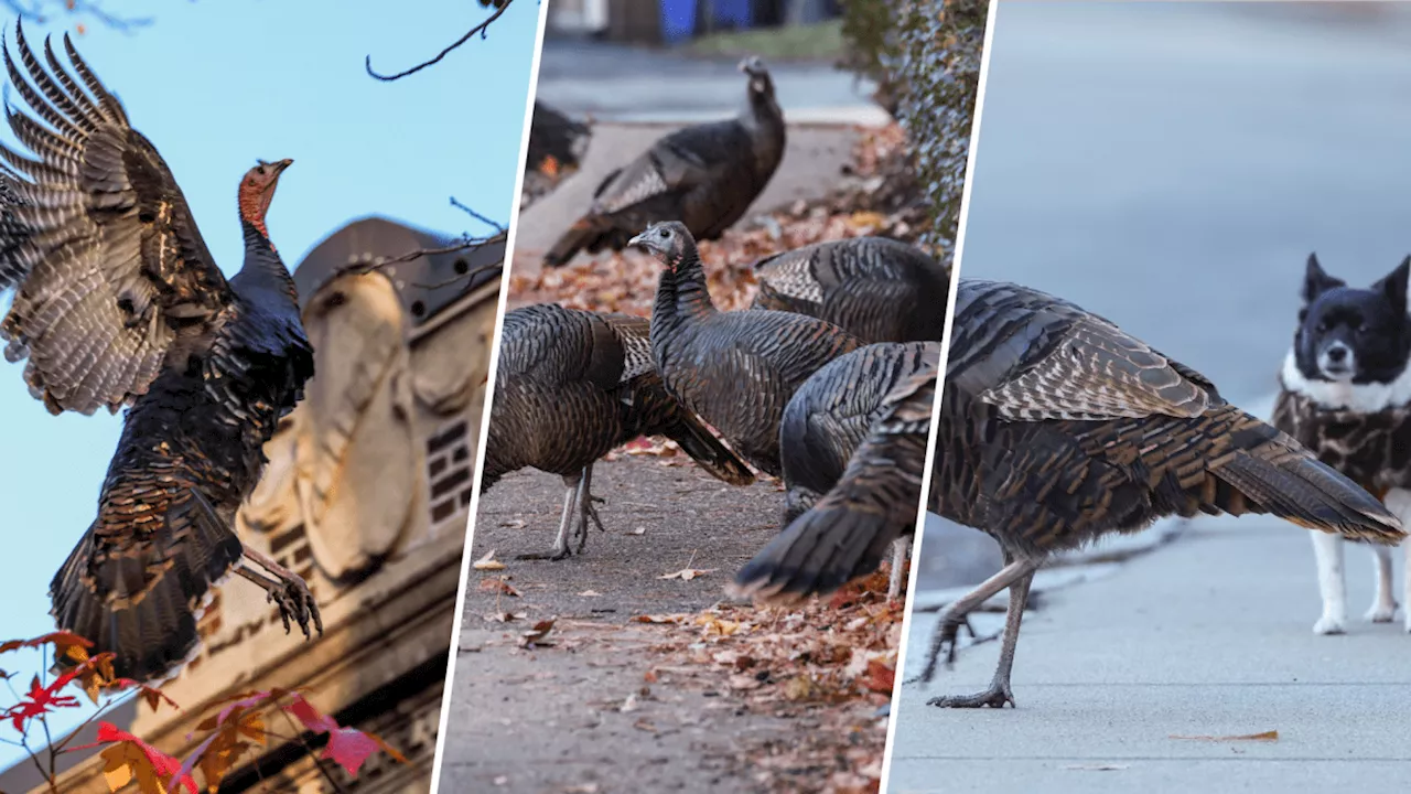 PHOTOS: Brookline's turkeys give show of force on Thanksgiving Eve