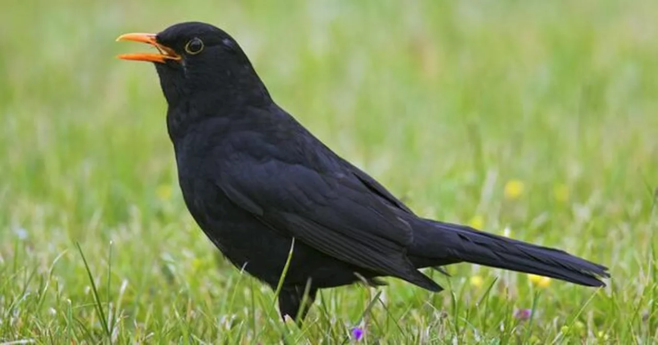 Warning for Brits with blackbirds in their garden this winter