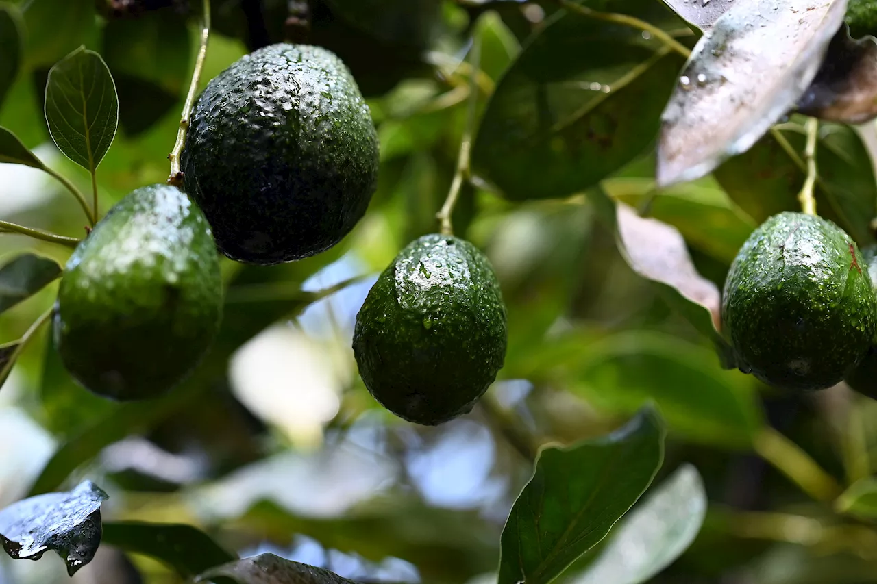 Avocado Prices Set To Soar Because of Trump Tariffs