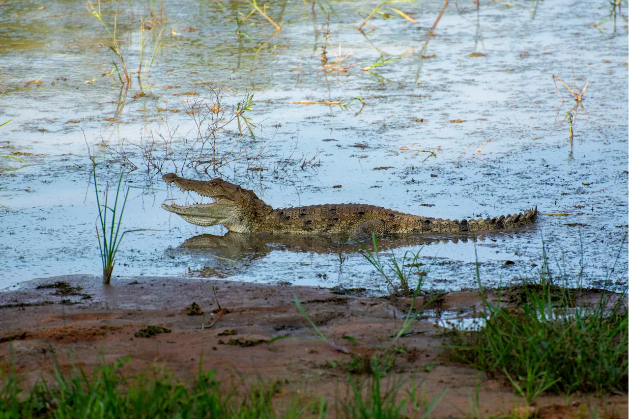 Drone Finds 3-Meter Crocodile Lurking in Waves at Popular Tourist Beach