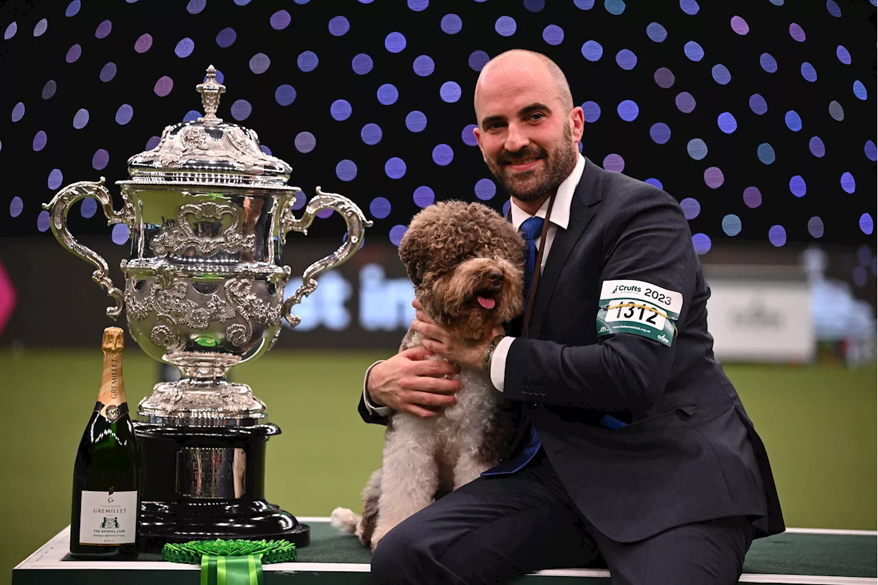 How To Watch the National Dog Show on Thanksgiving, Live Stream, TV Channel