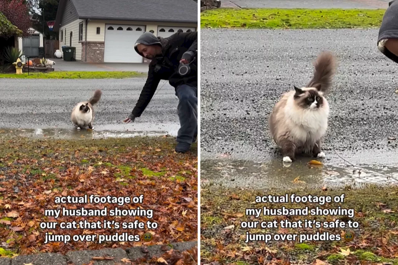 Ragdoll Owner Shows Cat It's Safe to Jump Over Puddles—Instantly Backfires