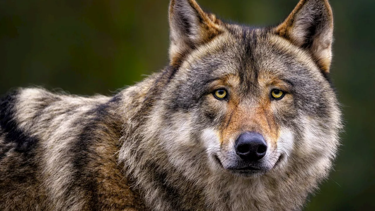 Naturschutzbund warnt vor Herabstufung des Wolfes im Schutzstatus