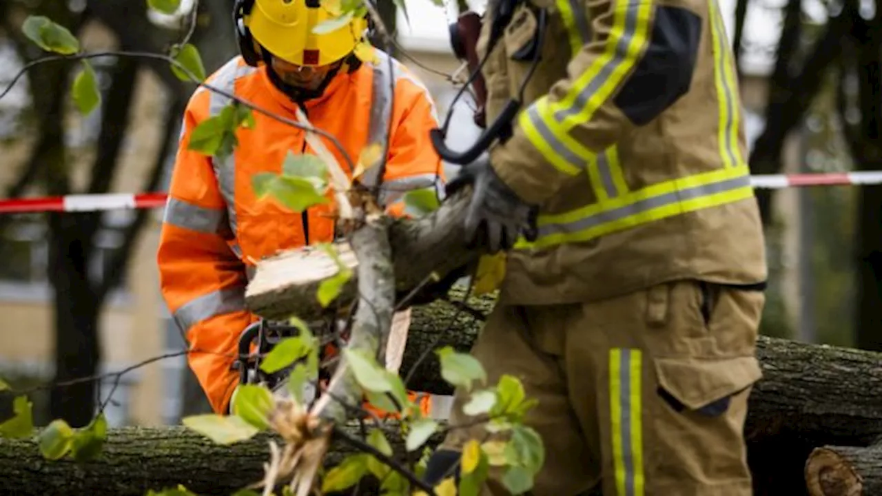 Omvallende Bomen Roken Gewondingen in Nederland Zeven keer Toe