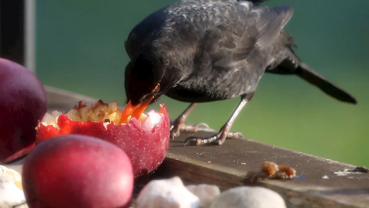 Hessen: Nabu Hessen gibt Tipps zur Vogelfütterung im Winter