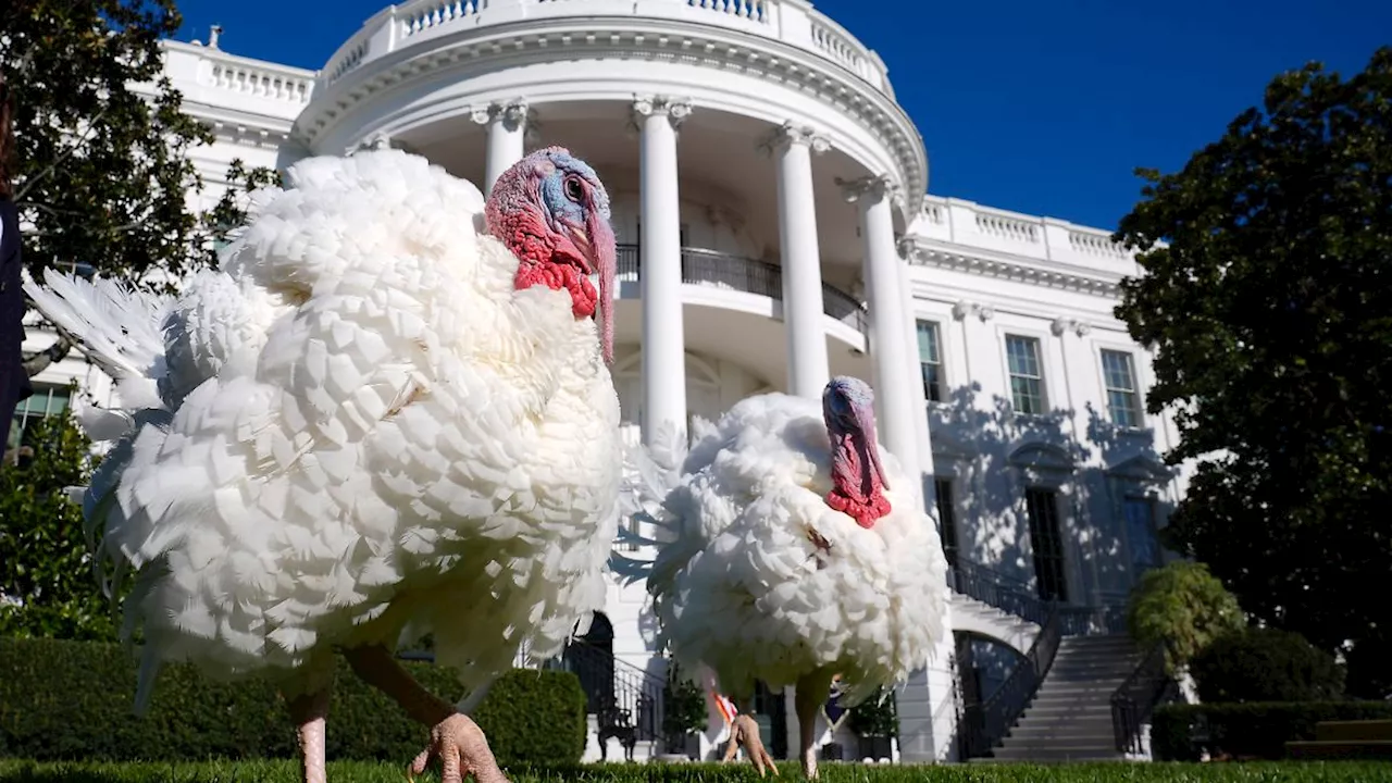 Nicht für alle ein Festtag: So feiern die Menschen in den USA Thanksgiving