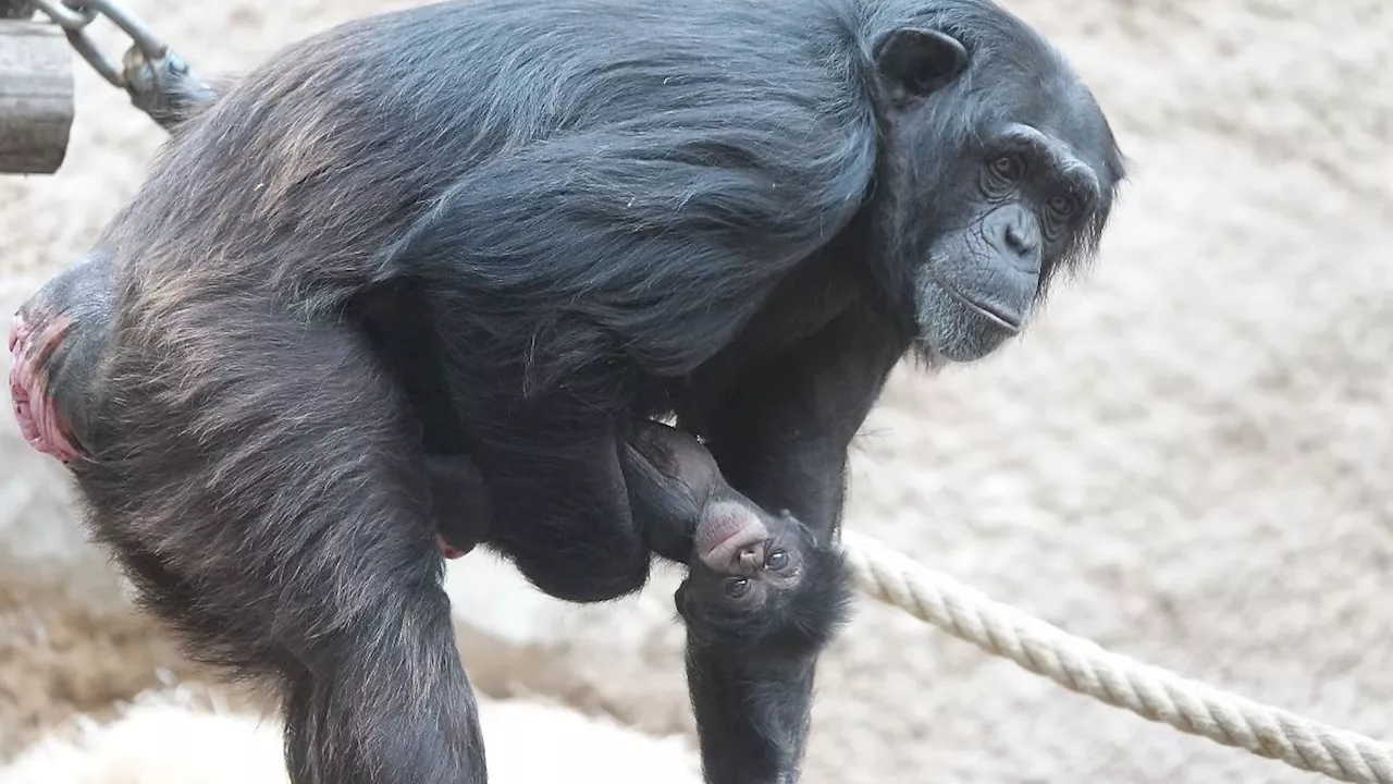 Niedersachsen & Bremen: Freude im Osnabrücker Zoo über neugeborenen Schimpansen