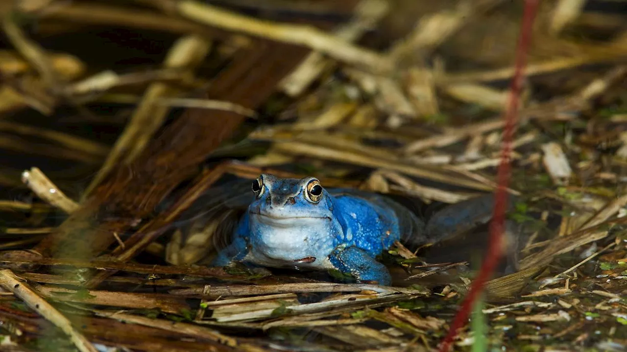 Thüringen: Lurch des Jahres: Auch in Thüringen Moorfrosch Seltenheit