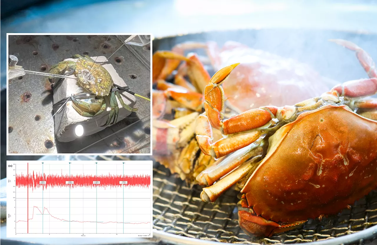 How clawful! Crabs can feel pain when boiled and butchered for food prep: study