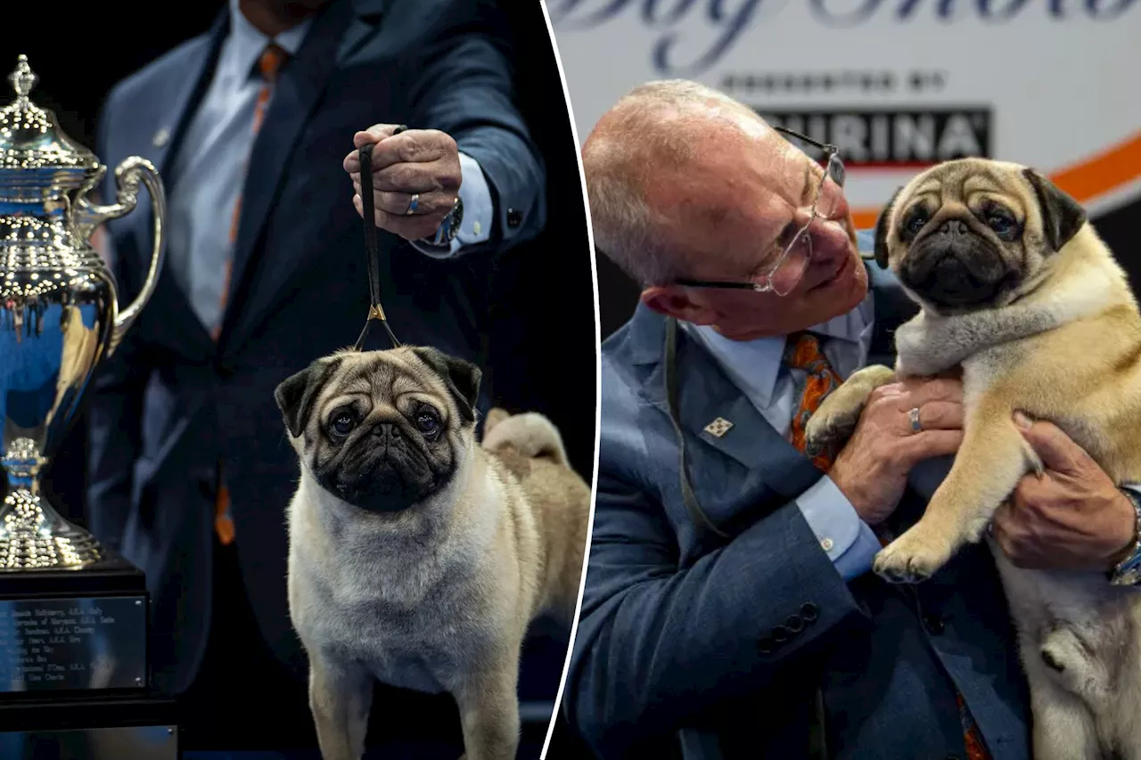  Pug named Vito makes history winning Best in Show at National Dog Show 2024: 'Everybody loves him'