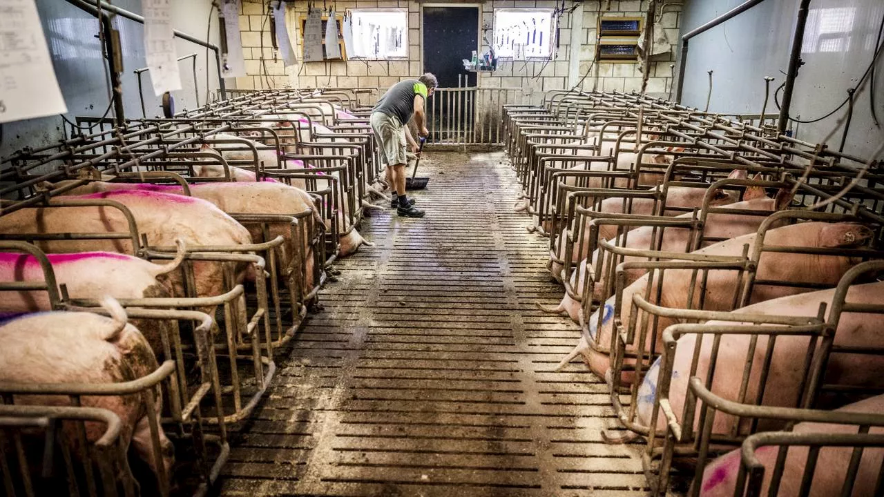 De veestapel krimpt, maar wel meer geiten en schapen