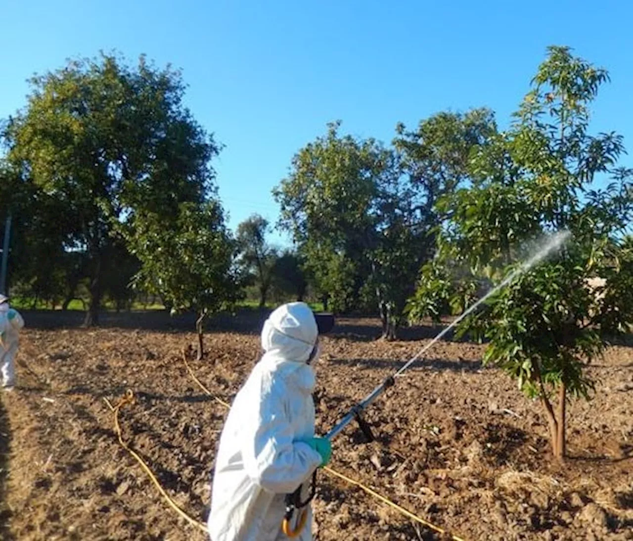 Disminuye la producción de aguacate en Comonfort; productores buscan reactivación