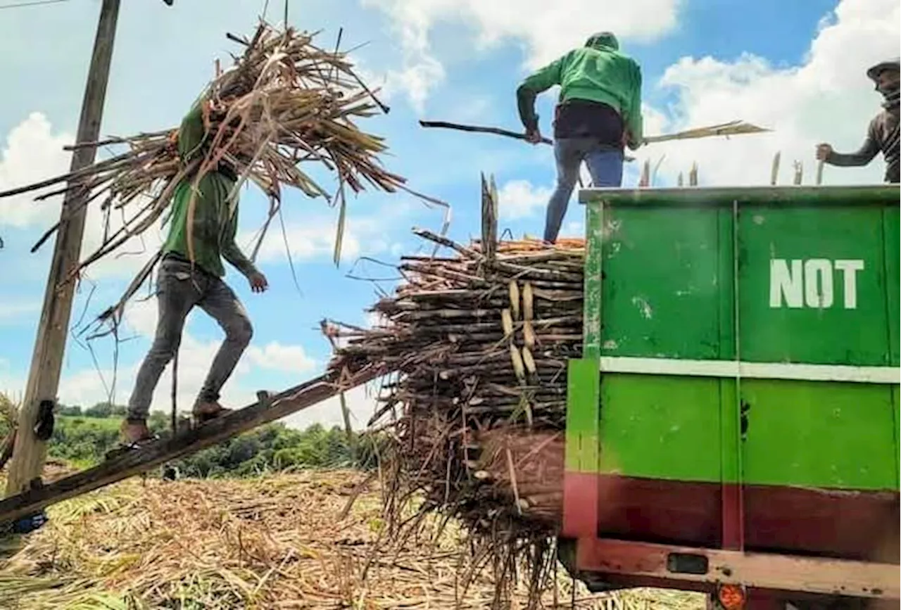 Who’s gaming the sugar industry? Negros Occidental planters call for probe