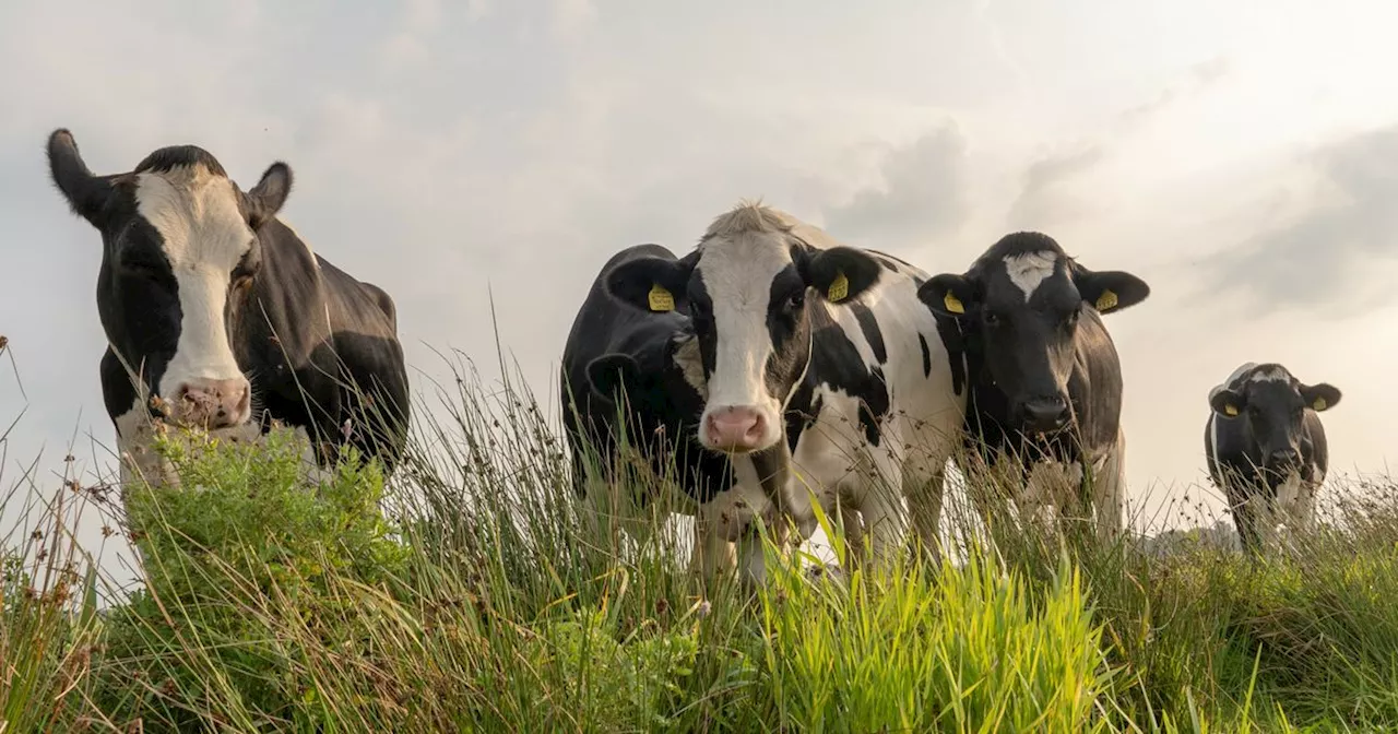 Drenthe Heeft Relatief Meeste Koeien Per Melkveebedrijf