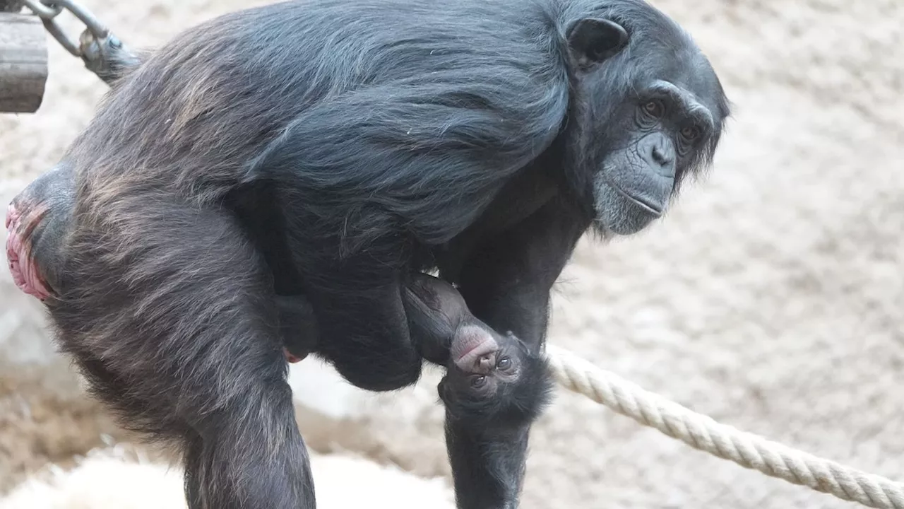 Zweite Geburt für Muttertier: Freude im Osnabrücker Zoo über neugeborenen Schimpansen