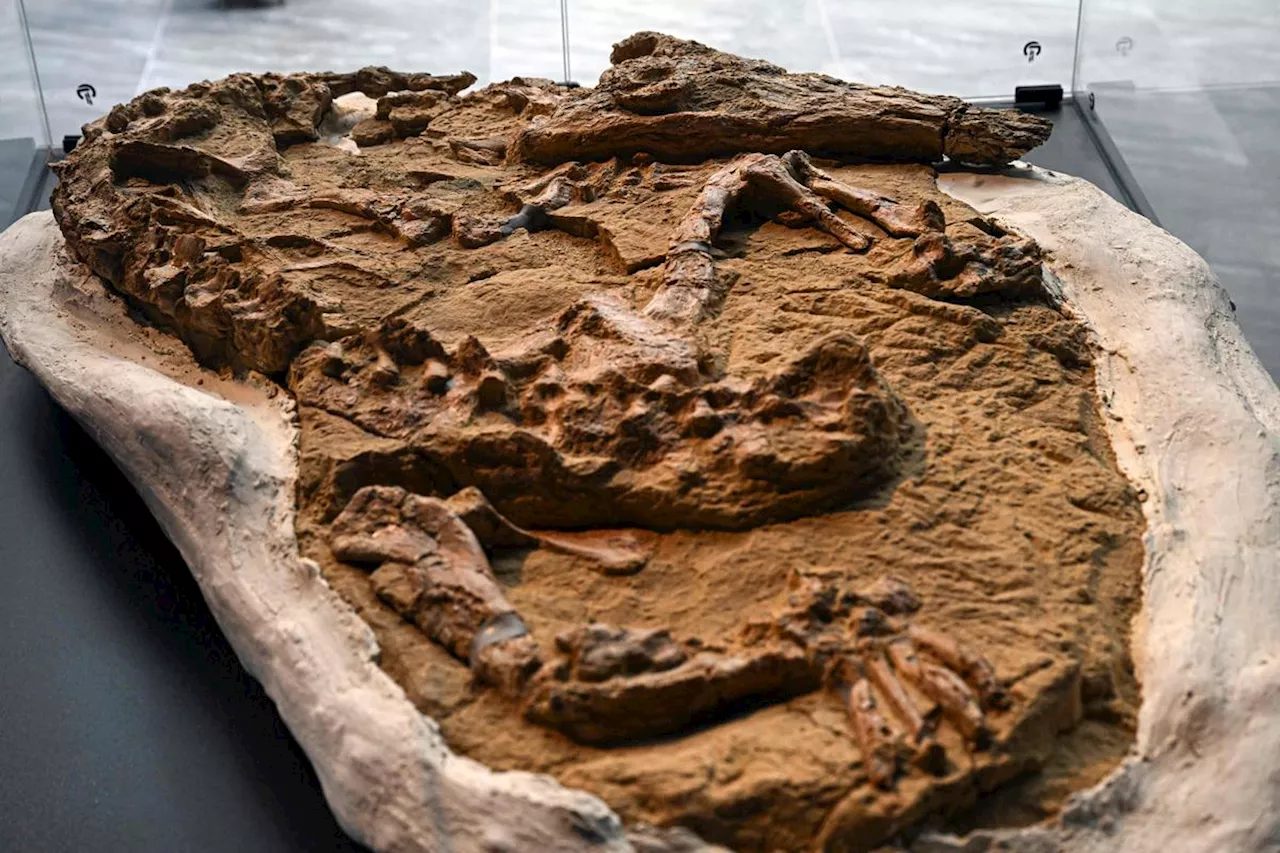 Paléontologie : un crocodile marin fossilisé vieux de plus de 10 millions d’années découvert au Pérou