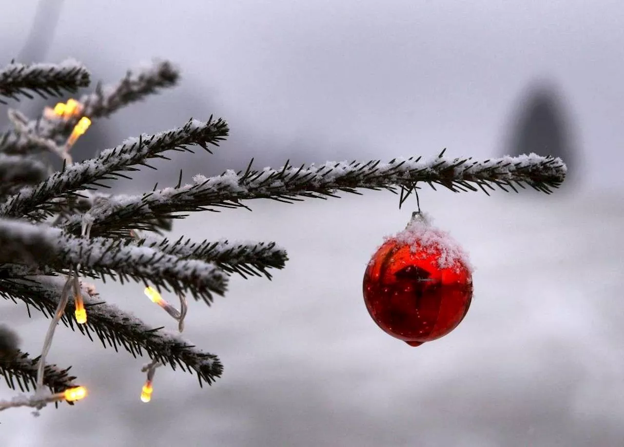 Sapin de Noël naturel ou synthétique : lequel est le plus écologique ?