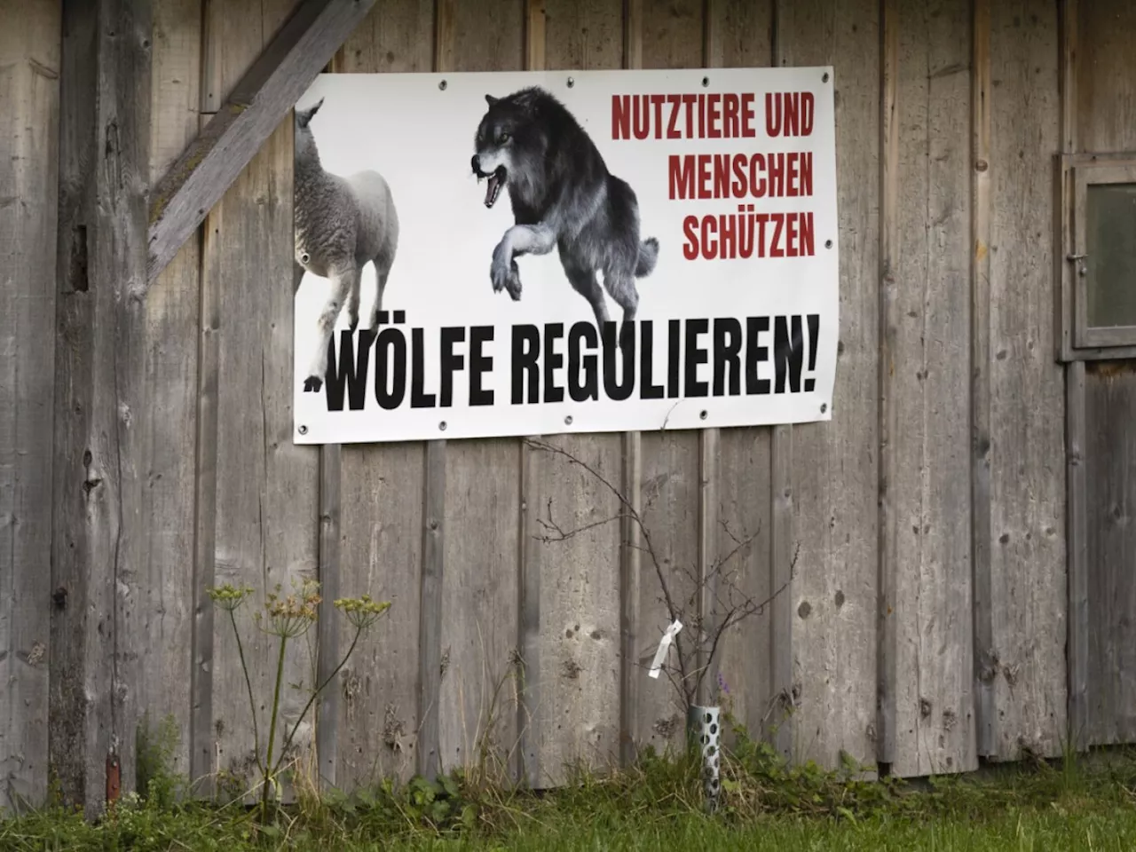 Bundesrat will Wolfsregulierung vorerst nicht weiter verschärfen