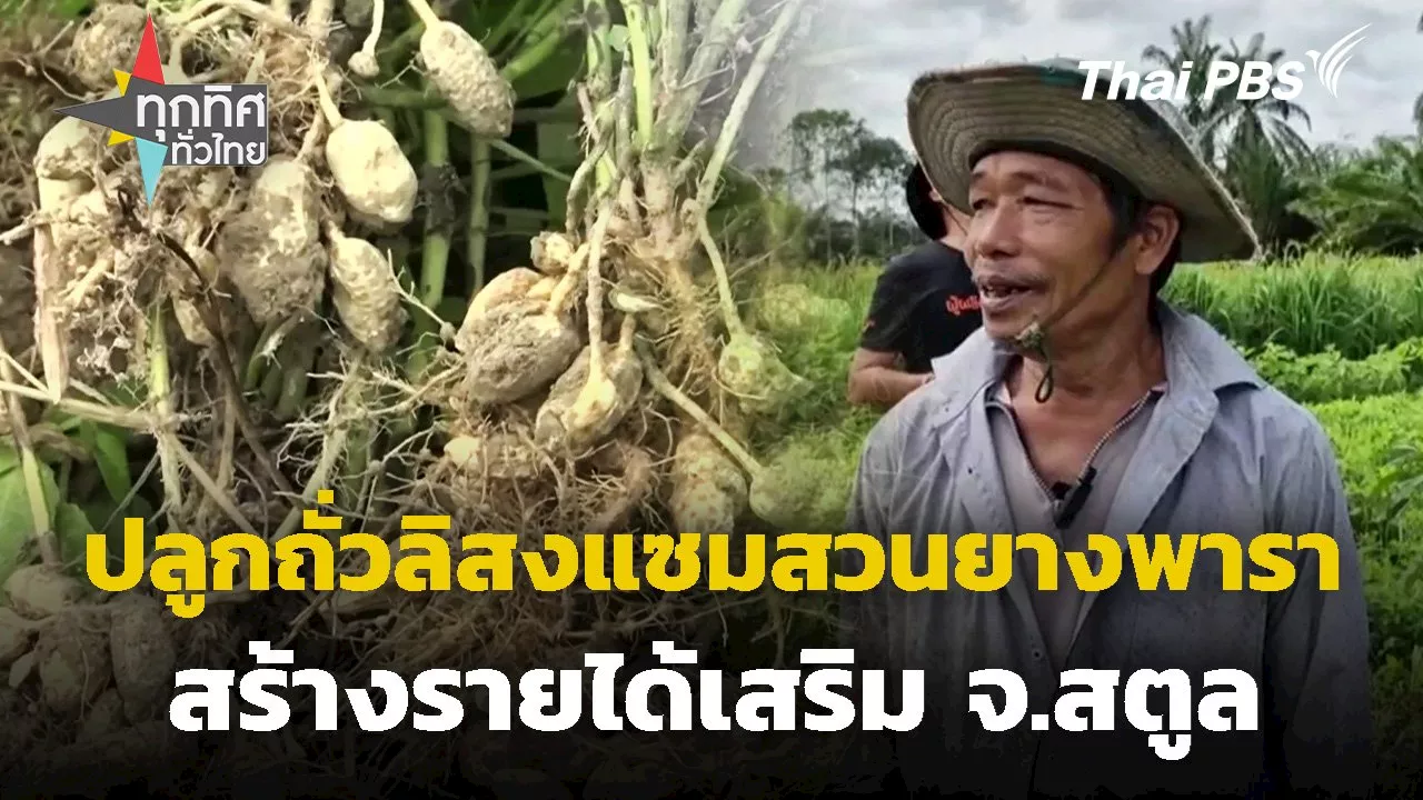 ปลูกถั่วลิสงแซมสวนยางพารา จ.สตูล | Thai PBS รายการไทยพีบีเอส