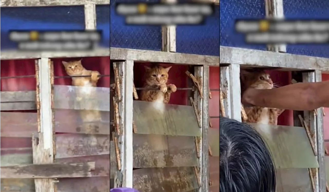 [Video] “Pandangan Meruntun Jiwa” -Ramai Sebak Lihat Oyen Berpaut Pada Tingkap Rumah Akibat Banjir