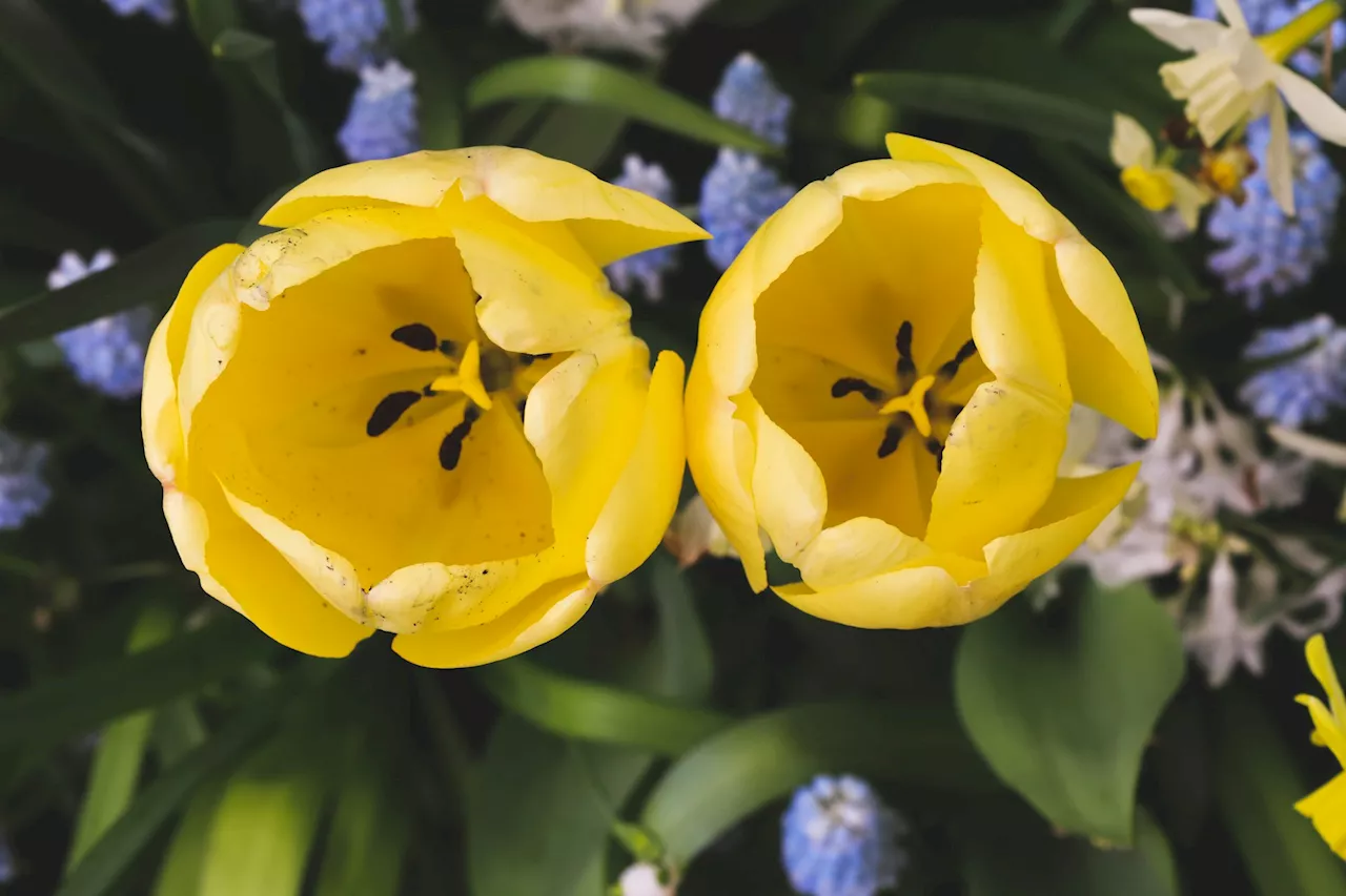 Dangerous Flowers for Pets: Peace Lilies, Hyacinths, and Tulips