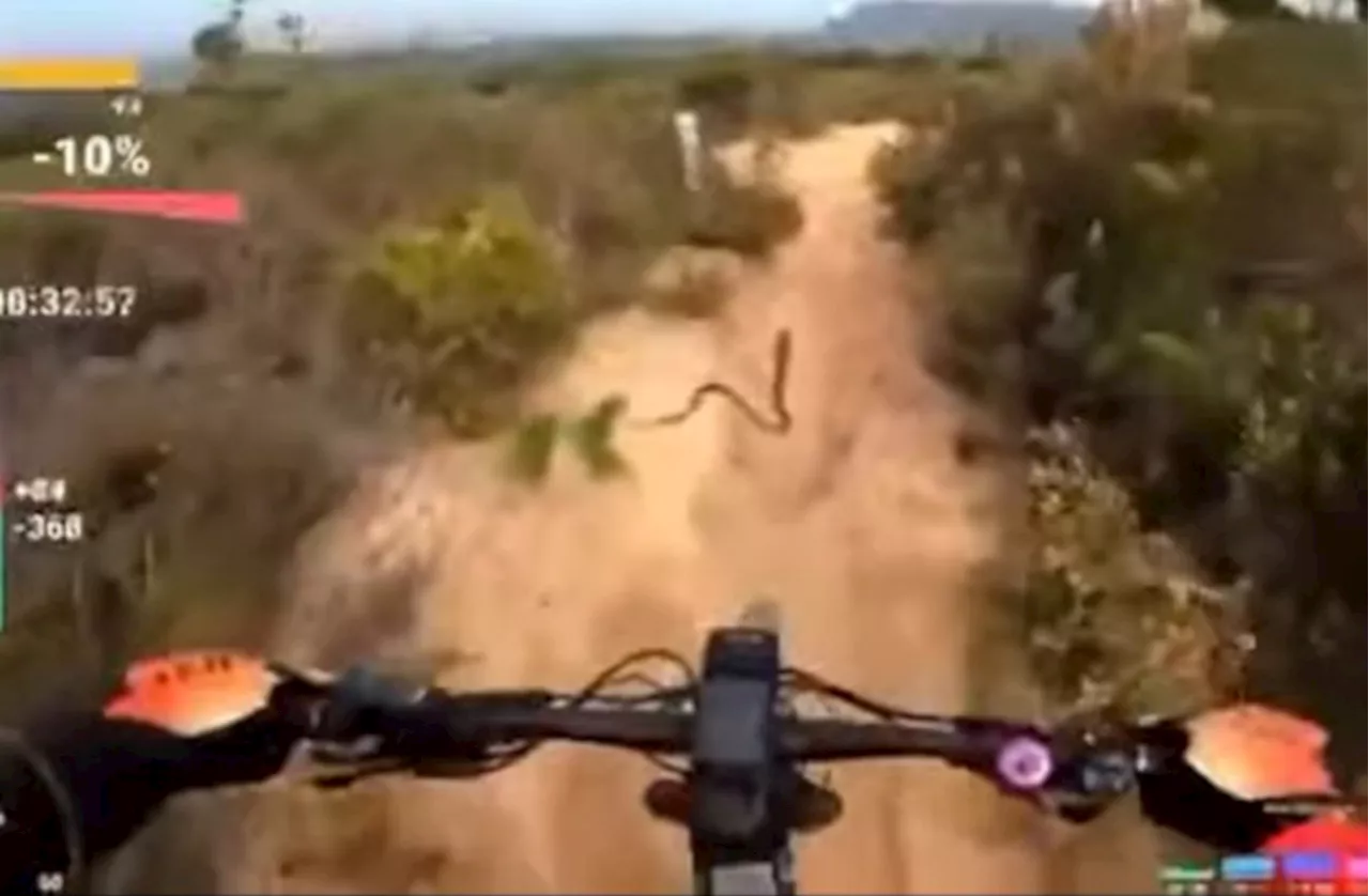 Mountain biker has close encounter with Cape cobra