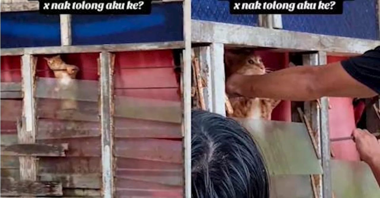 Heartbreaking Scene of Flooded Kelantan: An Orange Cat Clings to Safety