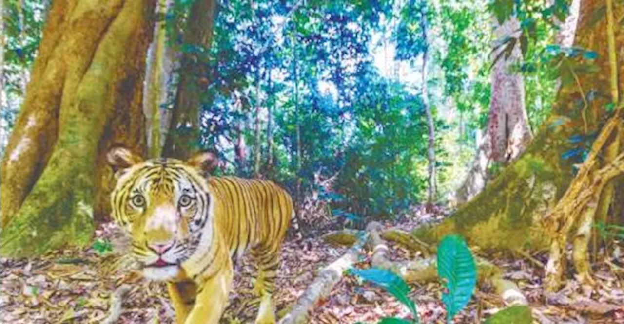 Malayan Tigers Face Imminent Extinction: Urgent Action Needed to Protect Wildlife