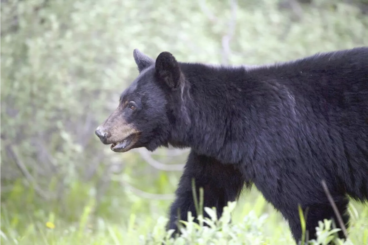 Bear family shipped out of West Shore for second time this fall