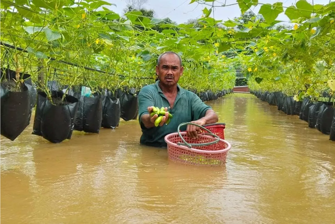 Pekebun redah banjir petik timun